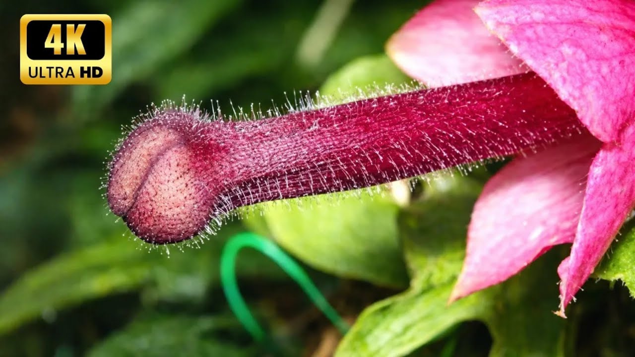 15 Flores e Plantas MAIS ESTRANHAS do Mundo – Você VAI SE SURPREENDER com Estas PLANTAS EXÓTICAS
