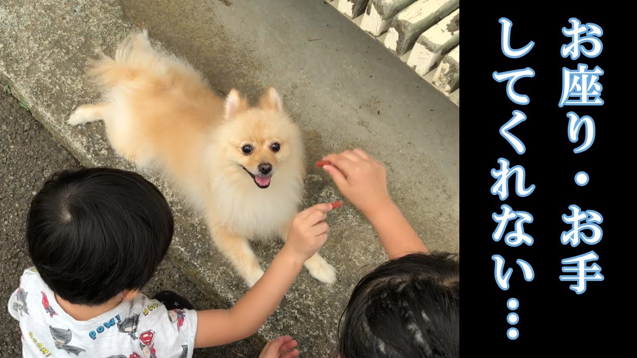 孫と一緒に育ったポメラニアンのポメくん【2019年8月】