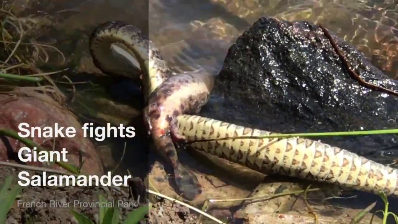 Snake fights Giant Salamander