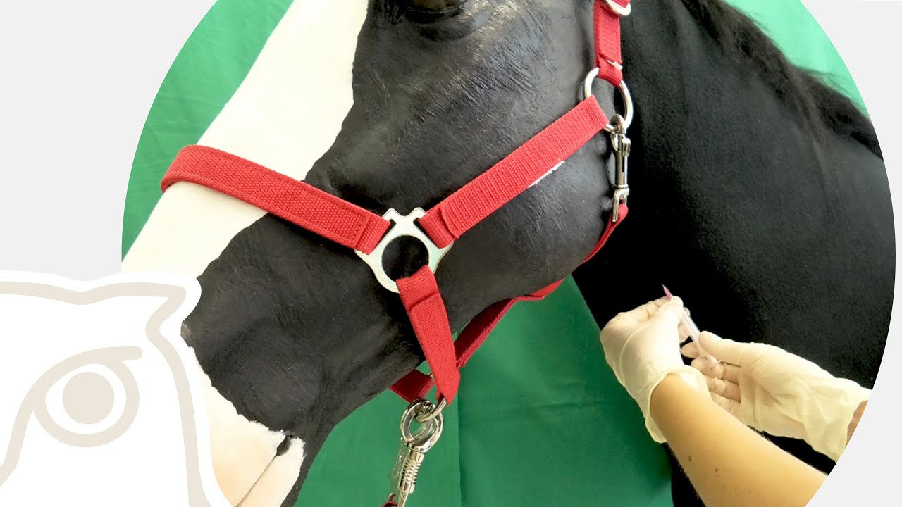 CSL: Intravenöse Injektion beim Pferd an der Vena jugularis