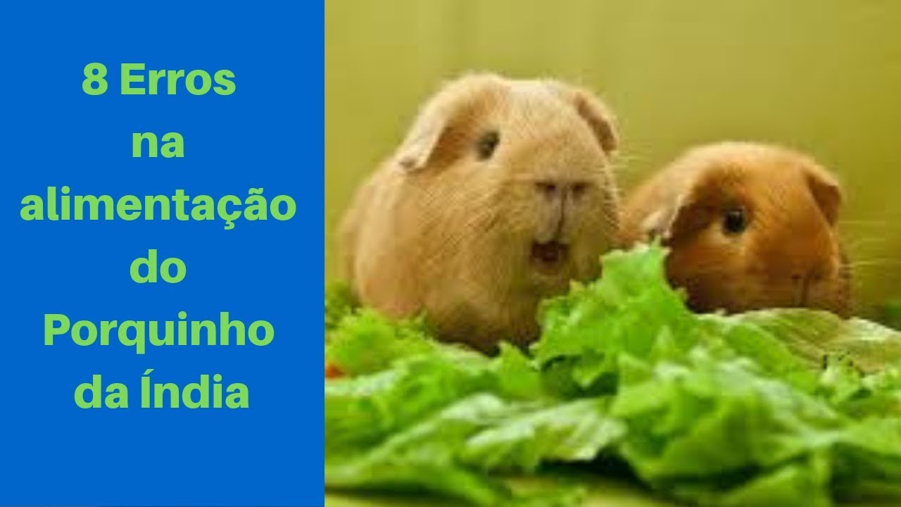8 erros na alimentação do porquinho da índia