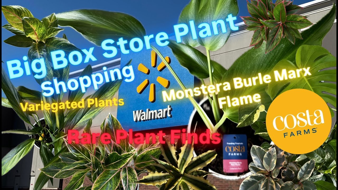 Big Box Store Plant Shopping at Walmart New Rare Monstera Burle Marx Flame Costa Farms Plant Finds