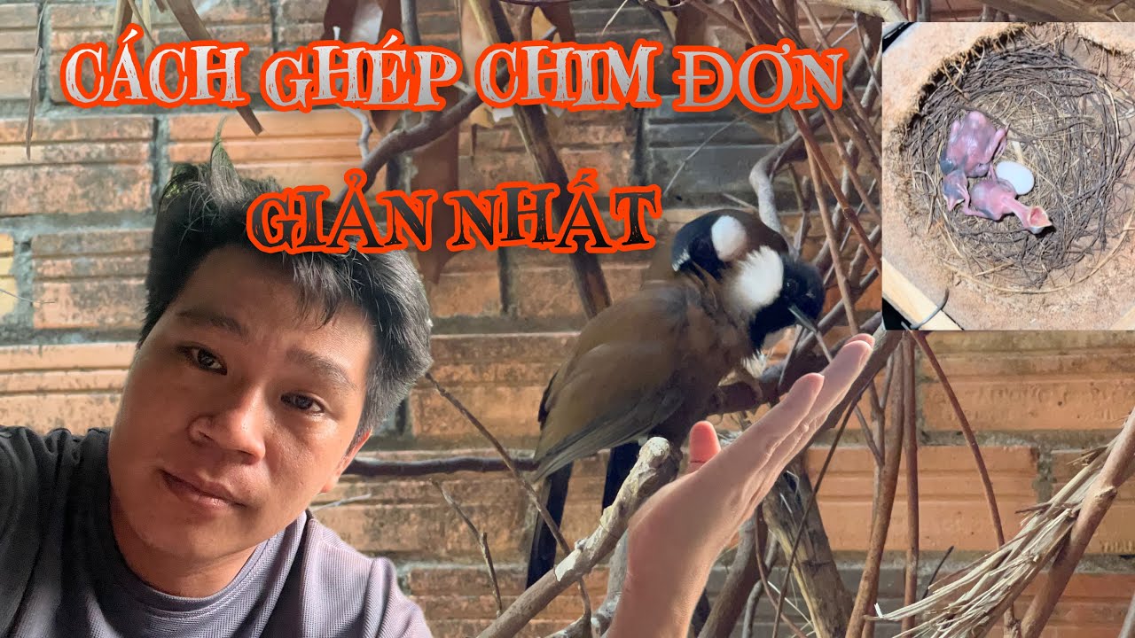 Cách Nuôi Khướu Sinh Sản Đơn Giản Nhất