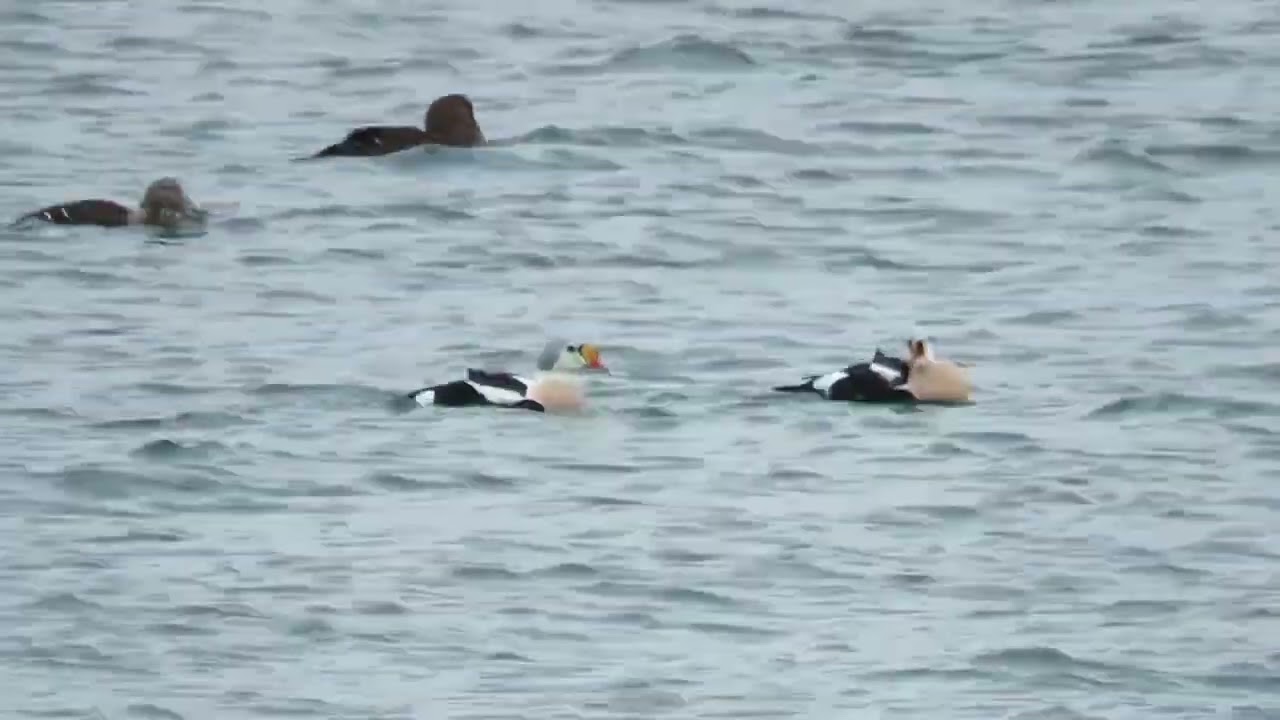 King Eiders Tromsø