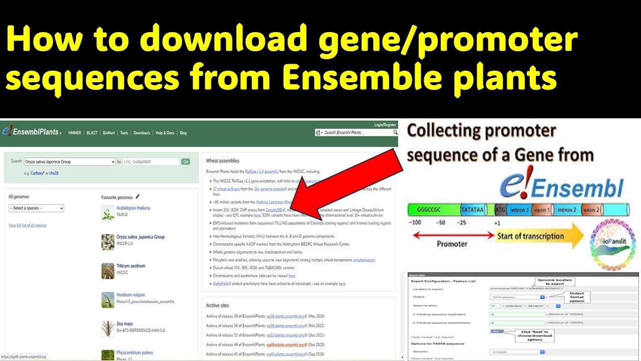 how to download gene sequence from ensemble | How to download promoter sequence | Ensemble 01
