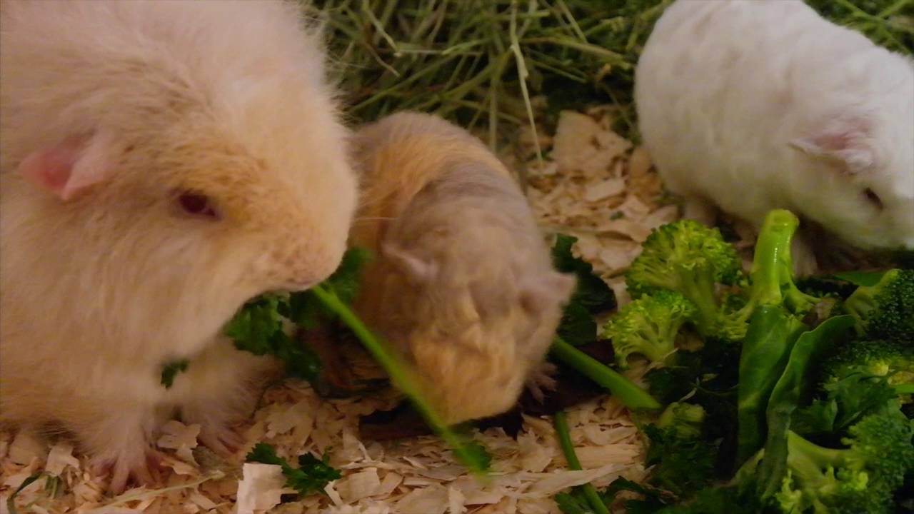 Swiss guinea pig family and some basic breed information.