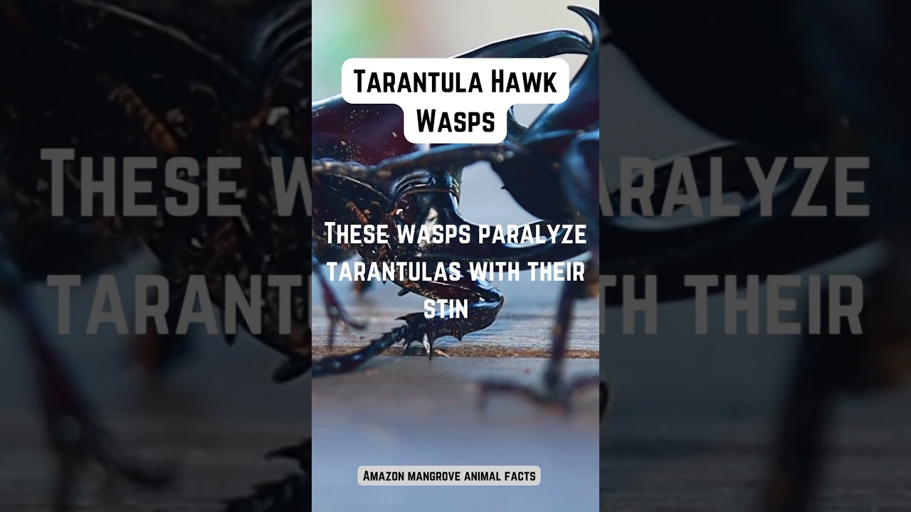 Tarantula Hawk Wasp: The Most Painful Sting in the Insect World? 🕷️🐝 