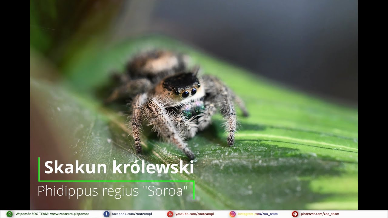 Skakun kr&oacute;lewski - Phidippus regius 