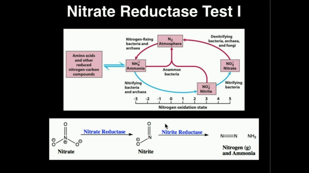 Microbiology: Nitrate Reductase Test