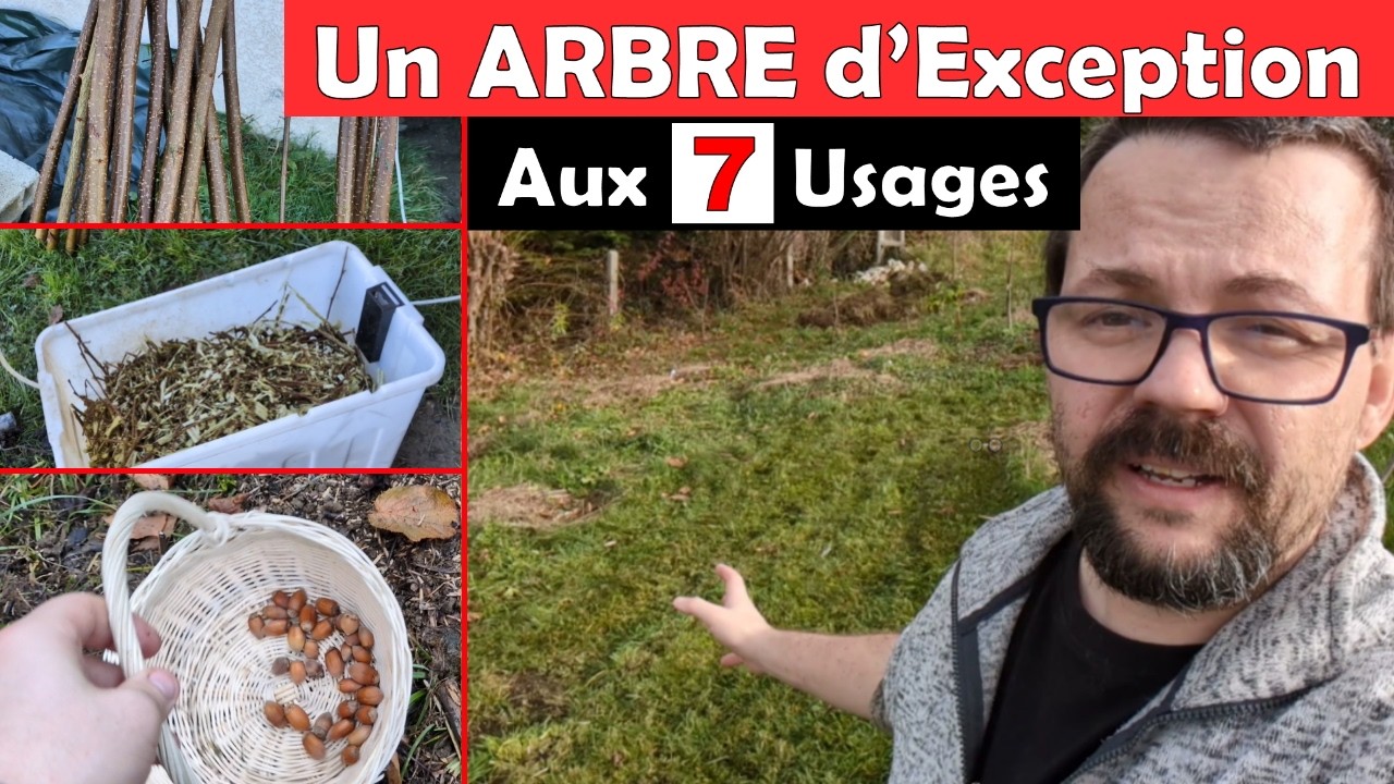 Voilà POURQUOI vous devez PLANTER des NOISETIERS !