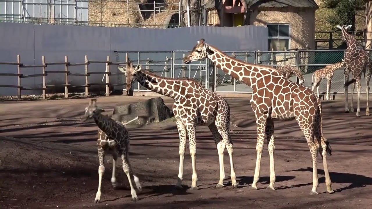 授業に活かせる動画集：たまどうぶつこうえんのキリンの赤ちゃん
