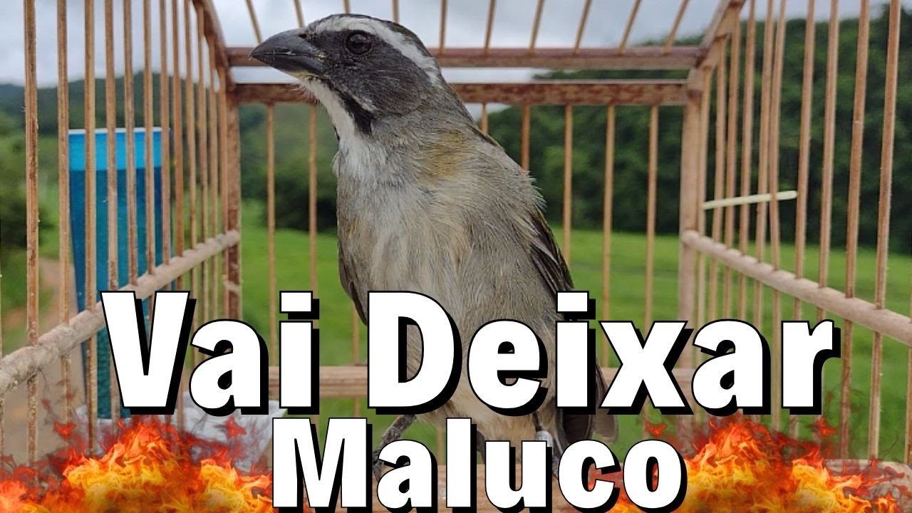 ESQUENTAR TRINCA FERRO FRIO FAÇA O TESTE TRINCA FERRO NO MATO O MELHOR VÍDEO ESQUENTA TRINCA FERRO