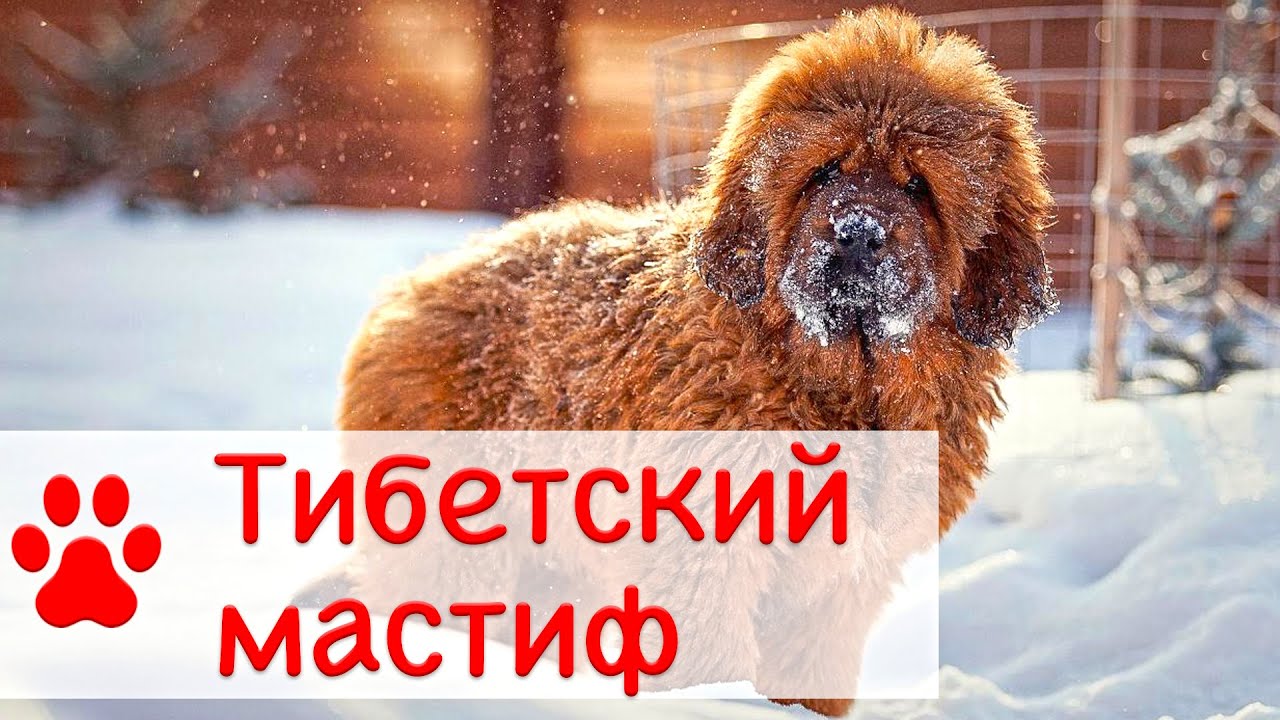 Тибетский мастиф | Все о породе