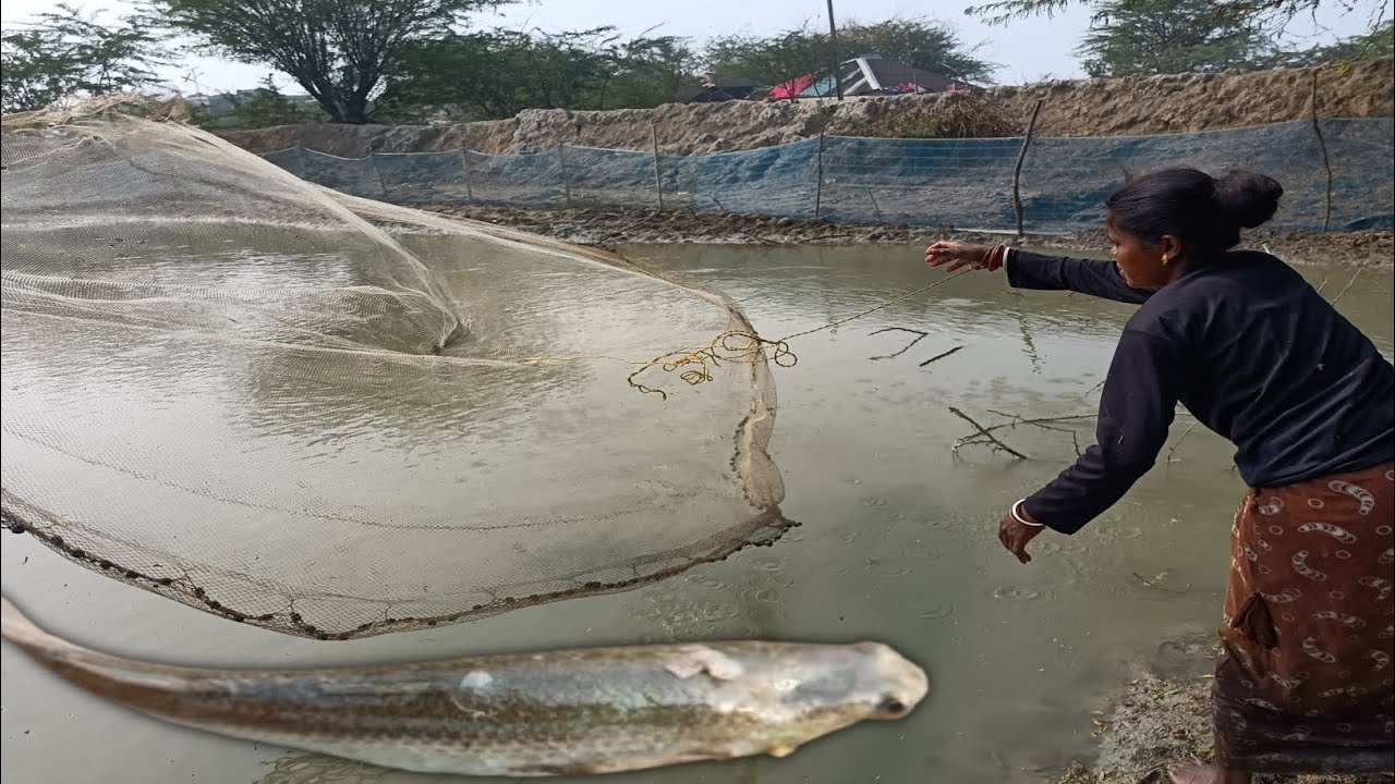 साप पानी में जाल डाले || Freshwater Fishing In India || Fish Catching Hindi Video 