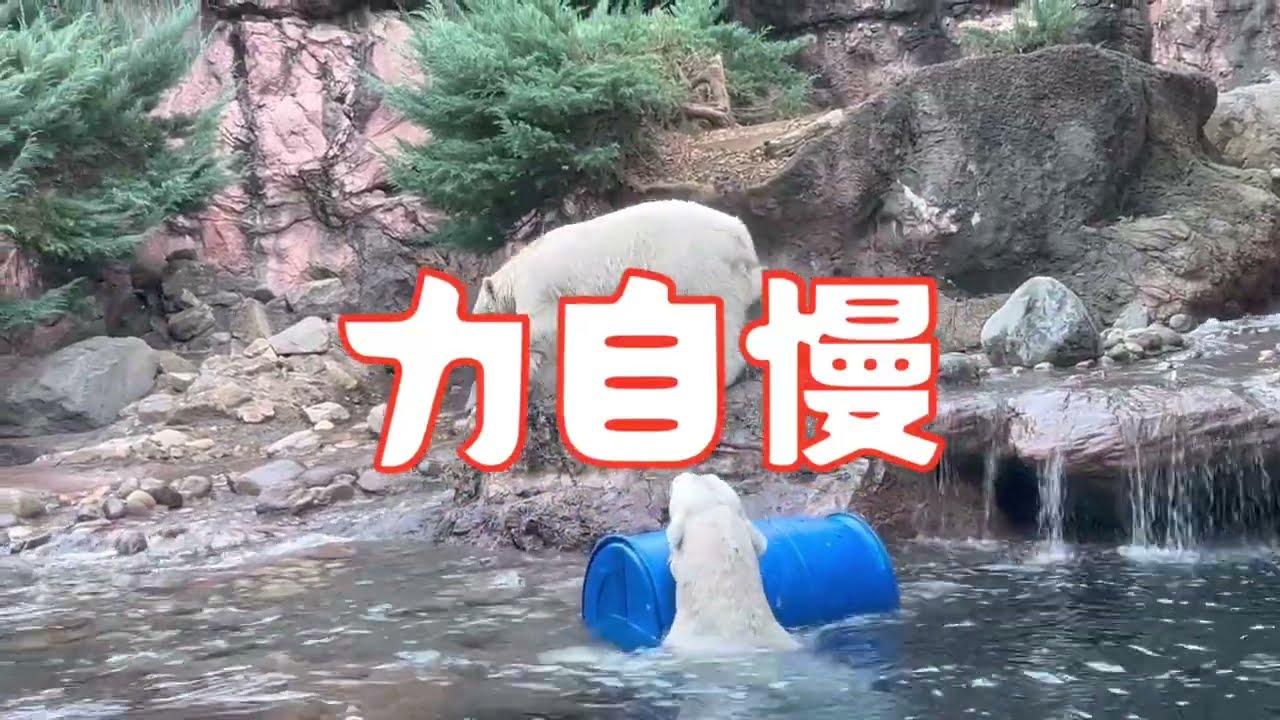 僕のママ凄いよ❣青ドラム缶に夢中になるイッちゃん♪よこはま動物園ズーラシアʕ • ᴥ • ʔホッキョクグマ親子