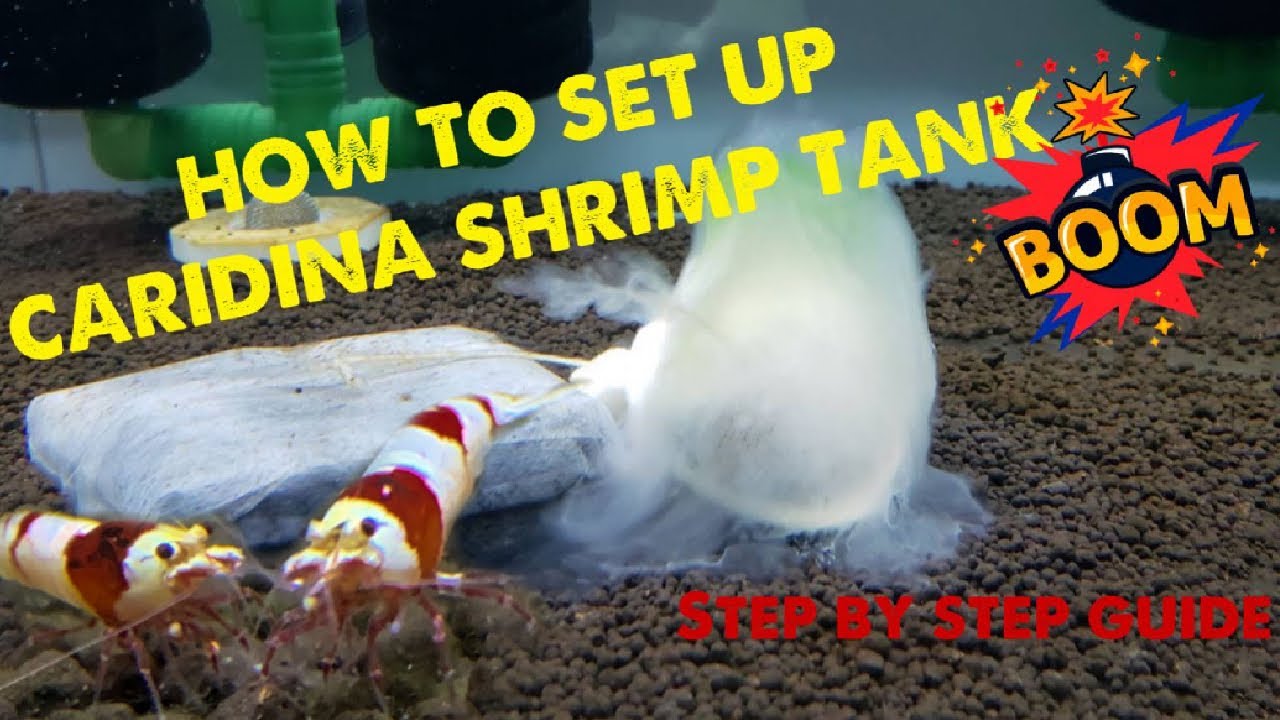 How to set up caridina shrimp tank | Fast & Professional | Hassle free