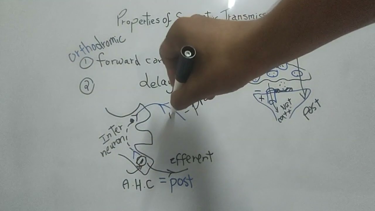 Properties of Synaptic Transmission (Dr Mohamed Fayez)
