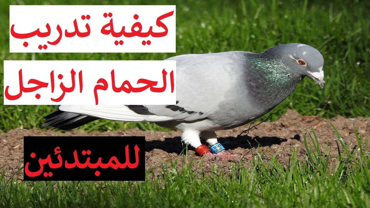 كيفية تدريب الحمام الزاجل للمبتدئين و الهواة