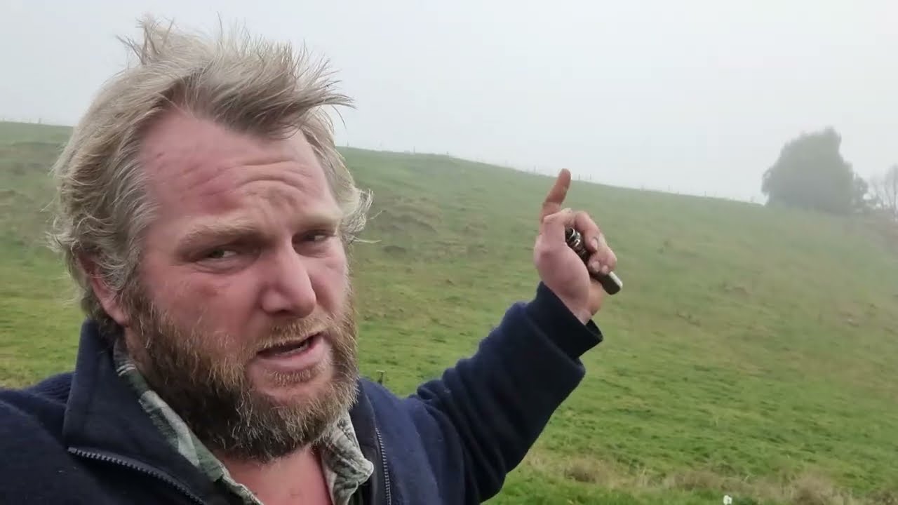 Sheep farming in Southland, New Zealand.