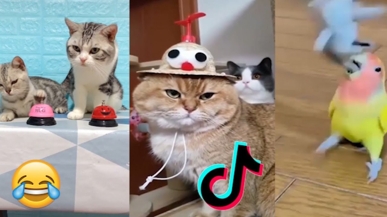ZKUS SE NESM&Aacute;T! - Vtipn&aacute; Videa ZV&Iacute;ŘATA TikTok 😹: Zv&iacute;řec&iacute; Speci&aacute;l, Vtipn&eacute; Kočky! 2020 (kompilace #3)