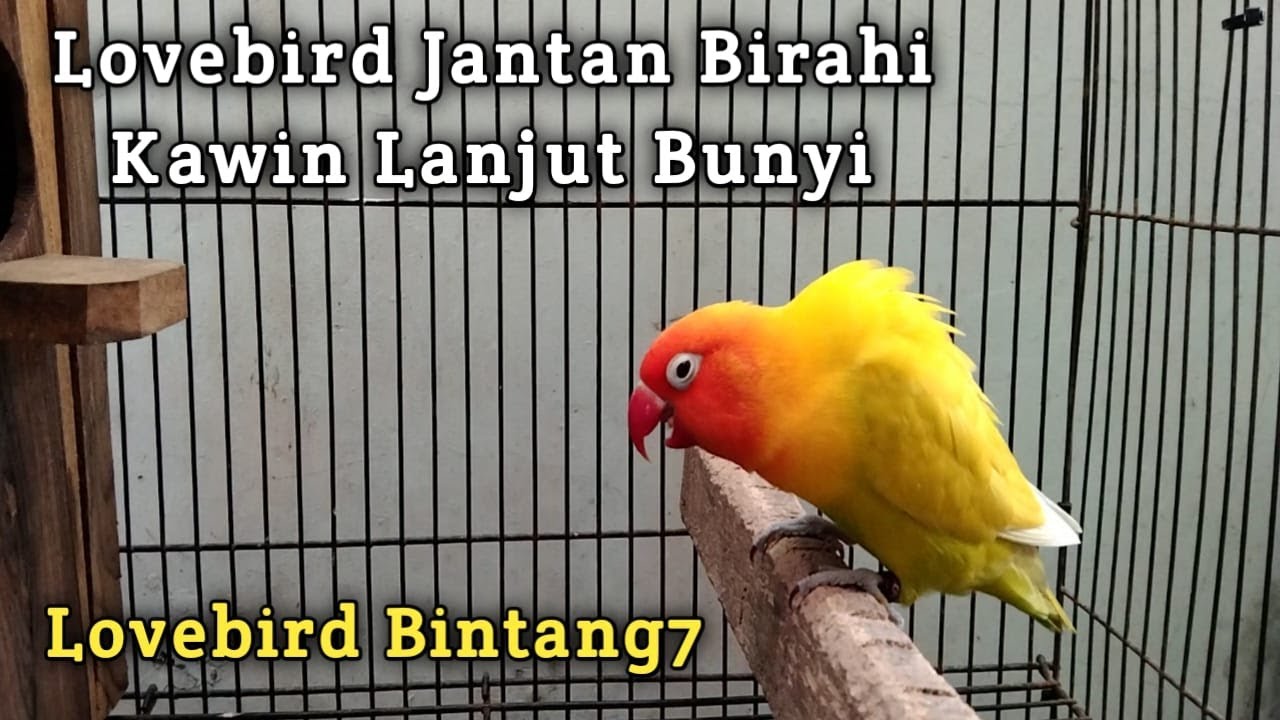 Lovebird jantan jebol birahi konslet alami #afhit tronton