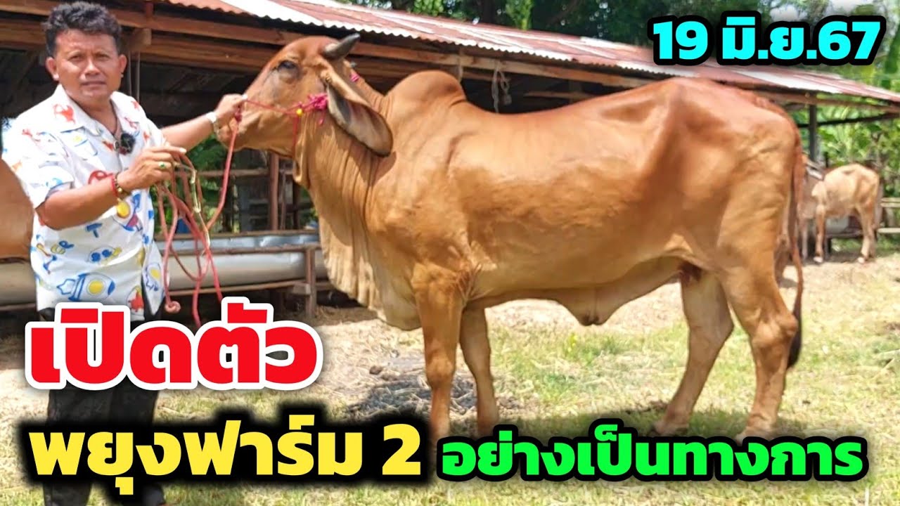 พยุงฟาร์ม2 EP.2 จัดโปรวัวแม่ลูก วัวท้องไซส์ใหญ่ | 19 มิ.ย.67 | เอาใจ FC วัวดีราคาเกษตรกร เปิดตัวแล้ว
