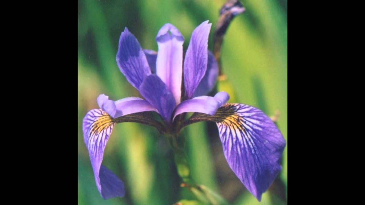 Şu  dağları Aşmalı (Nevruz Gelin) Adnan Türköz