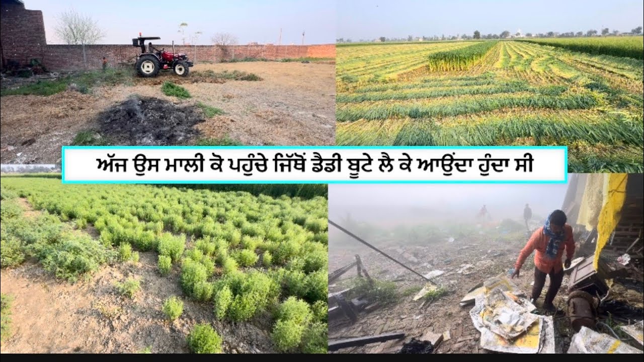 ਅੱਜ ਉਸ ਮਾਲੀ ਕੋ ਪਹੁੰਚੇ ਜਿੱਥੋਂ ਡੈਡੀ ਬੂਟੇ ਲੈ ਕੇ ਆਉਂਦਾ ਹੁੰਦਾ ਸੀ