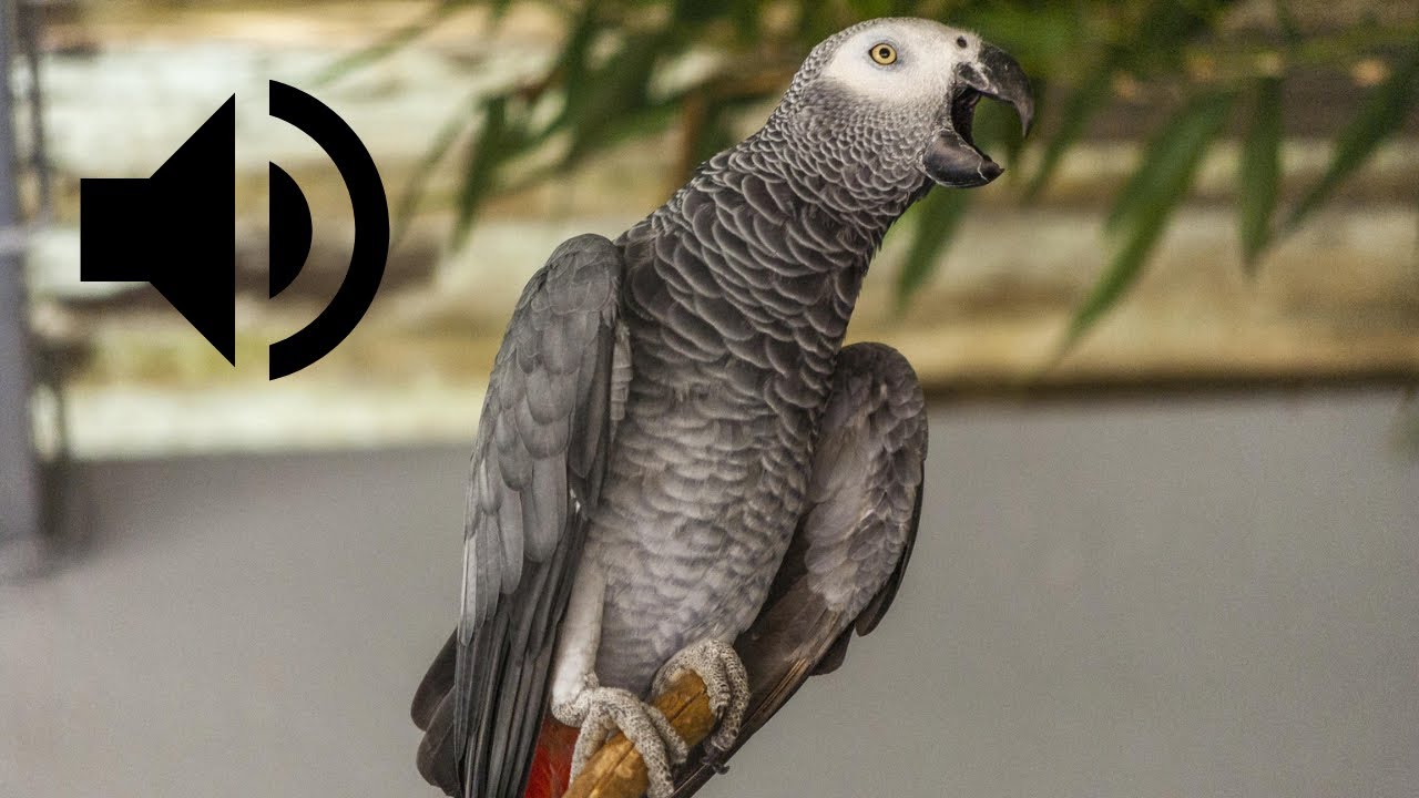 Cri du Perroquet gris du Gabon | African Grey Parrot Sounds
