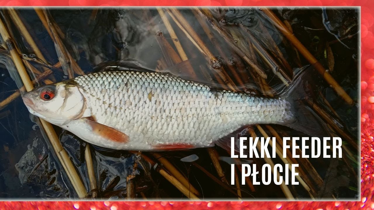 Płotki i jazie na lekki klasyczny feeder. Kwiecień 2023. #wędkarstwo
