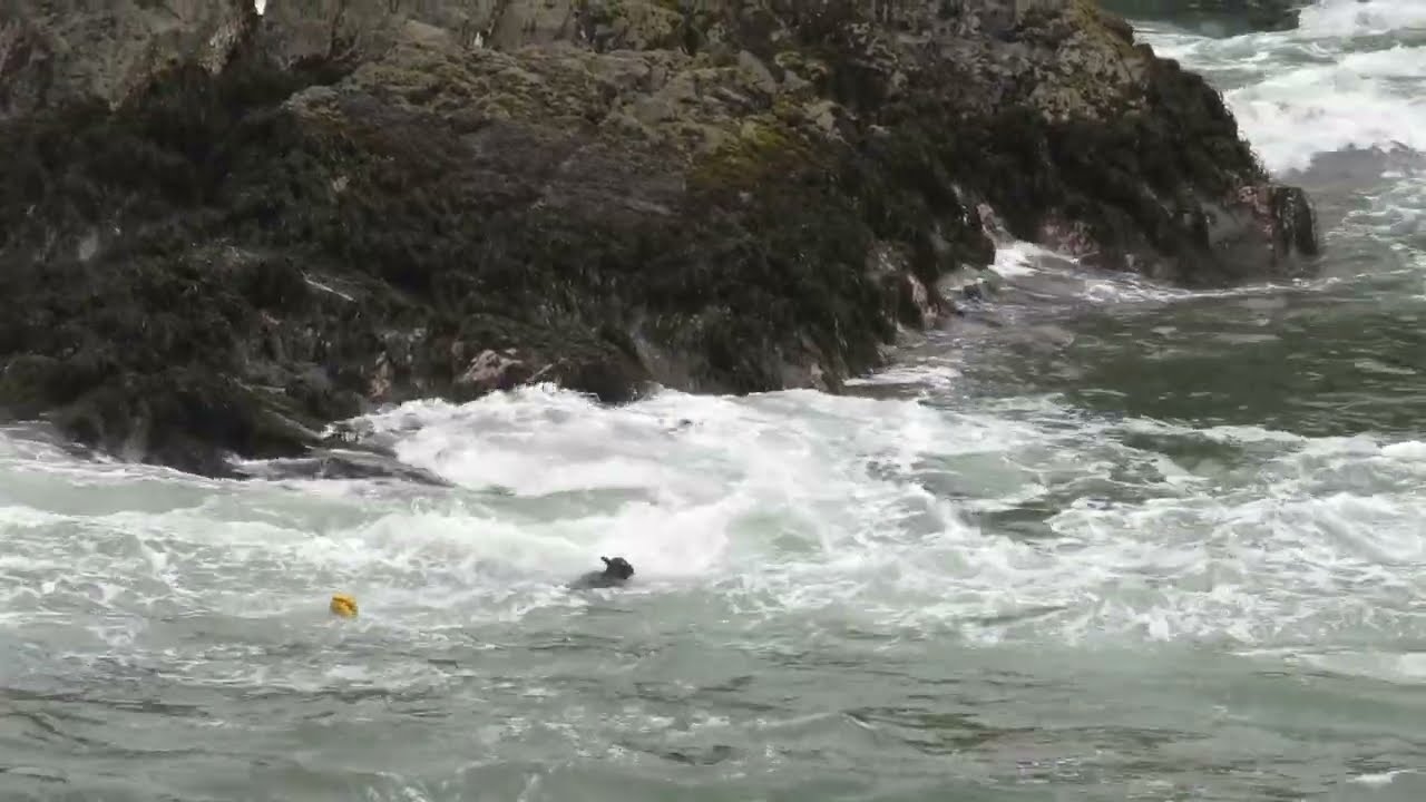 MIRA Hombre Buceador Destraba Red lleno de Pescado en el fondo de las aguas del Mar de Rocas