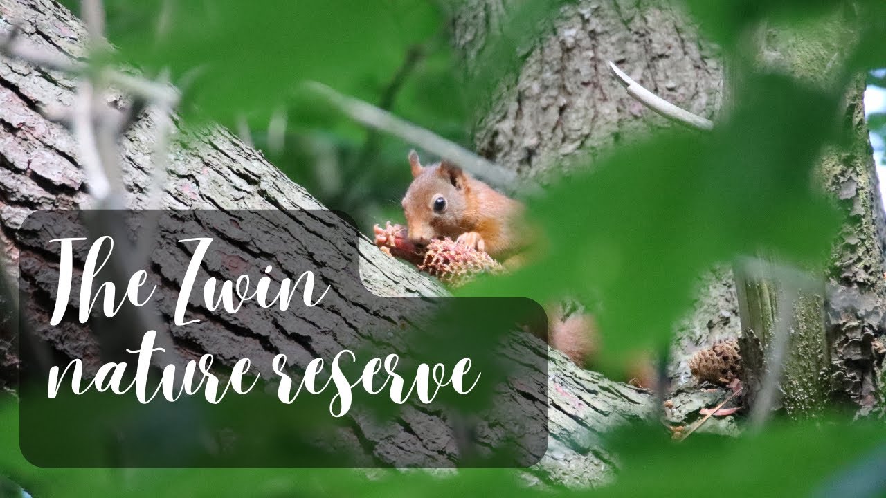 discover the Zwin nature reserve