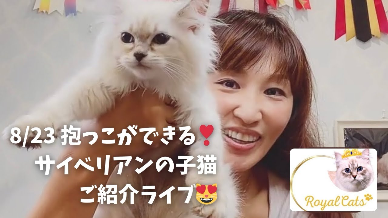 洗える！抱っこもできる！最高の子猫を探すならサイベリアン専門店ロイヤルキャッツ❣️ 8/23 抱っこができるサイベリアンの子猫ご紹介ライブ😻