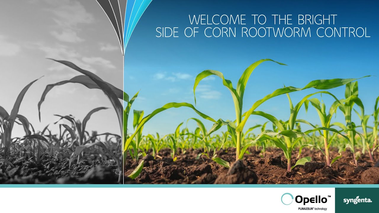 Corn Growers Win Against Corn Rootworm with Opello Insecticide