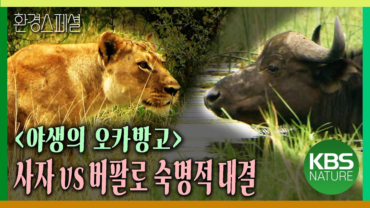 신선한 풀과 물을 찾아 오카방고로 모여드는 버펄로 무리와 사자들의 숙명적인 대결 [환경스페셜-공사창립 특집 『야생의 오카방고』 1편 늪의 지배자] / KBS 20090303 방송