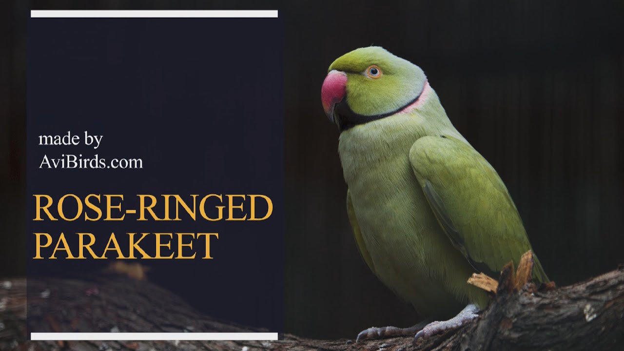 Rose-Ringed Parakeet [Psittacula Krameri]