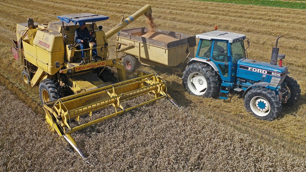 Time warp wheat harvest! | Ford & New Holland Clayson | 60s, 70s & 80s classics