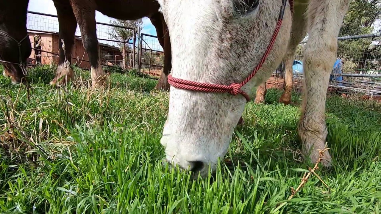ASMR with horses