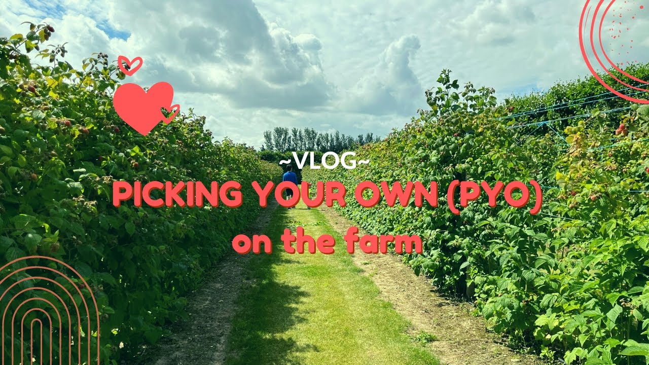 Picking berries on the farm (PYO) #tmoments #pickyourown #onedayouting  #travelwithtoddler