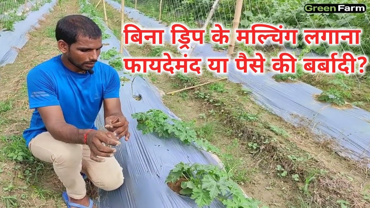 How to Use Mulching Paper Without Drip | फसलों के लिए मल्चिंग कितना महत्वपूर्ण हैं?