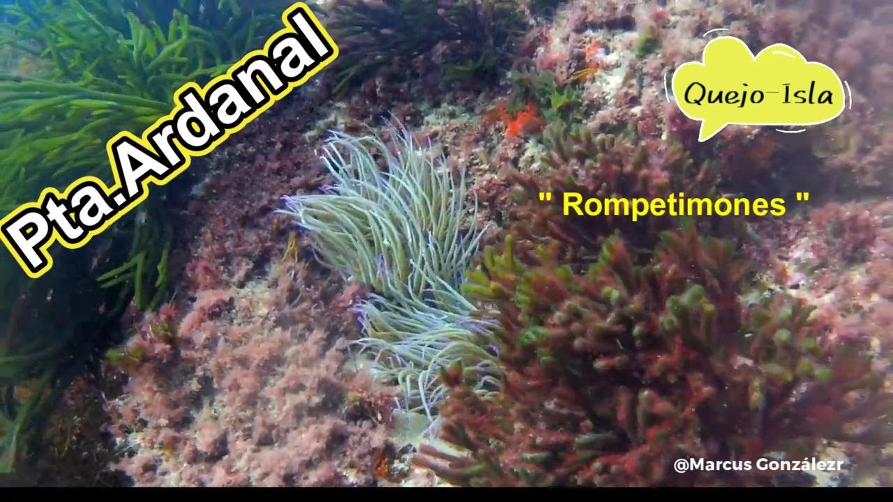 Buceo en ISLA ( Cantabria )