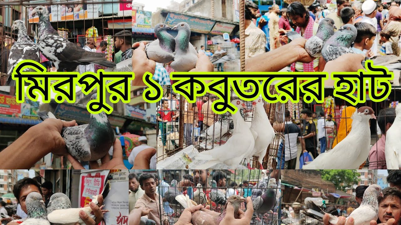 মিরপুর-১ কবুতরের হাট। biggest pigeon market mirpur 1। kobutor hat