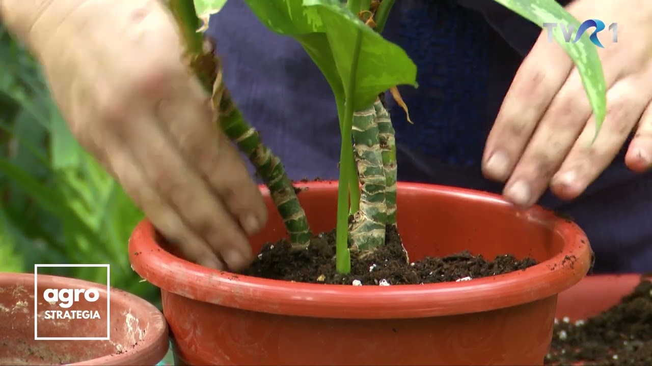 În Grădina Danei: Cum îngrijim Aglaonema