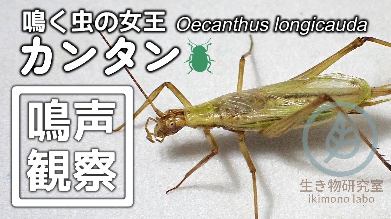 【鳴く虫の女王】カンタン　鳴き声観察　#北海道の昆虫  #昆虫  #コオロギ