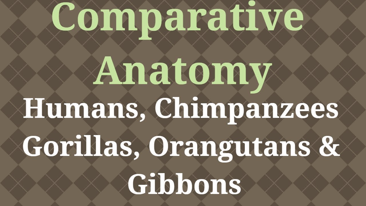 Comparative Anatomy of Primates | Humans, Chimpanzees, Gorillas, Orangutans, Gibbon | Anthropology