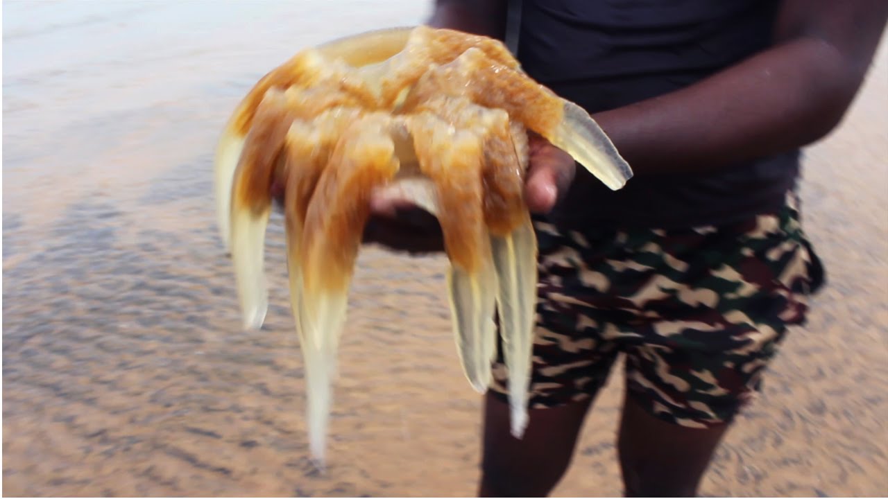 8 Legged Terrifying Jellyfish -  Funny Guys Caught - KADAL TV