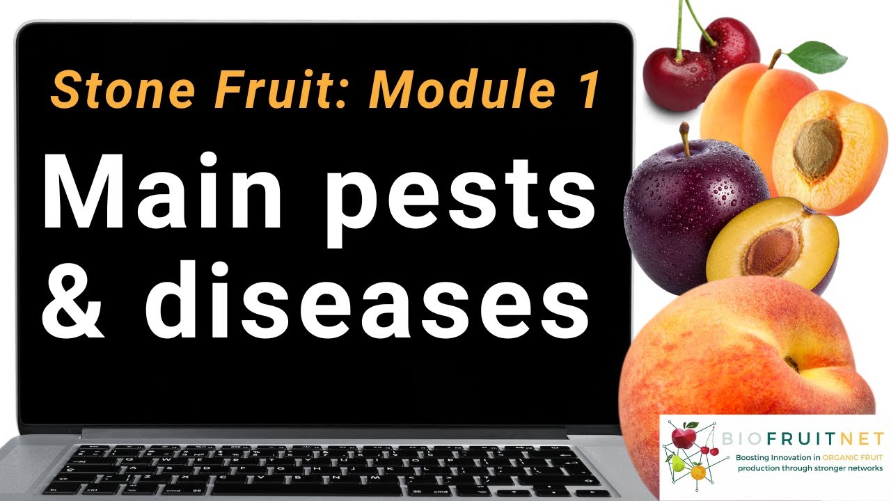 Stone fruit module 1: Main pests and diseases