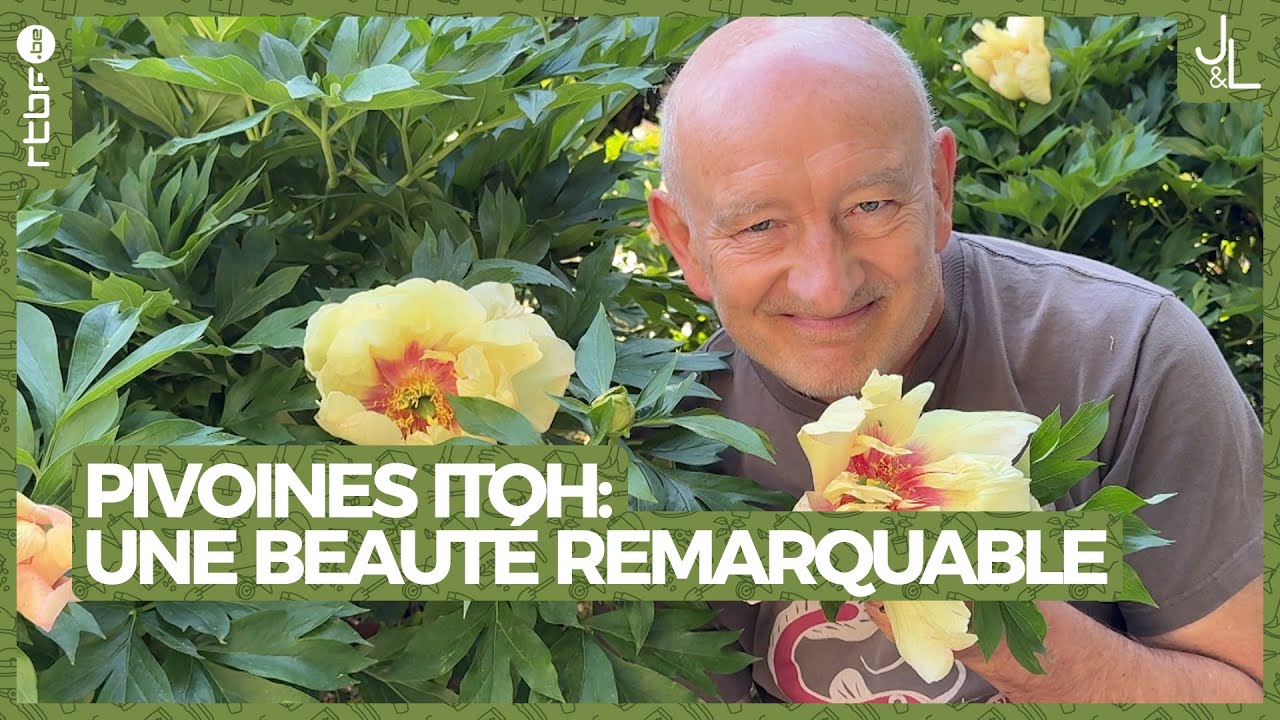 Pivoines Itoh : une beauté remarquable | Jardins et Loisirs