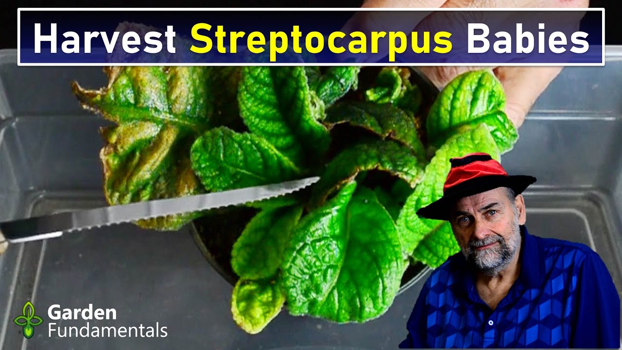 Harvesting Streptocarpus Babies From Leaf Cuttings