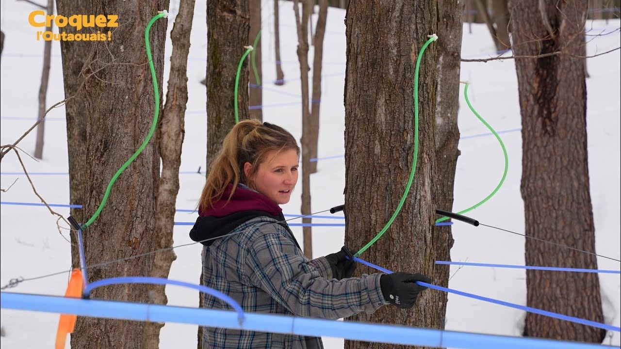 Bergerie Bouwman érablière - Un temps des sucres aux multiples défis! 🐑🍁